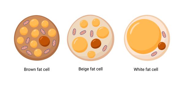 Brown-beige-white-fat- ACC image